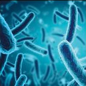 Bacteria